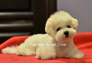 Pui de rasa de elita bichon frize moscow breeder вохмина светлана