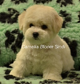 Pui de rasa de elita bichon frize moscow breeder вохмина светлана