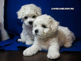 Pui de rasa de elita bichon frize moscow breeder вохмина светлана