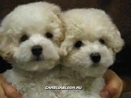 Pui de rasa de elita bichon frize moscow breeder вохмина светлана