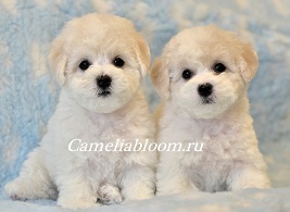 Pui de rasa de elita bichon frize moscow breeder вохмина светлана