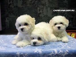 Pui de rasa de elita bichon frize moscow breeder вохмина светлана