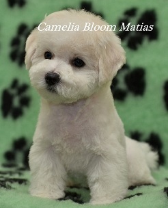 Pui de rasa de elita bichon frize moscow breeder вохмина светлана