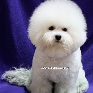 Pui de rasa de elita bichon frize moscow breeder вохмина светлана