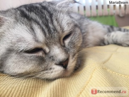 Scottish fold (Scottish Fold) - 