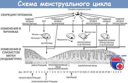 Foarte copios menstruații la fete - cauze, diagnostic