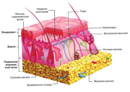 Straturile de epidermă cutanată sunt excitabile, celule bazale, granulare, prickly