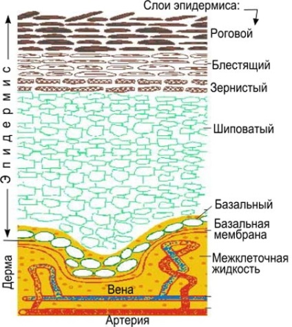 Straturile de epidermă cutanată sunt excitabile, celule bazale, granulare, prickly