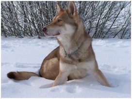 Câine de viață de la un la mine - câini similare cu lupii