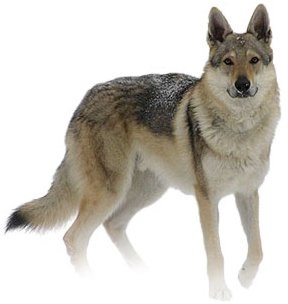 Câine de viață de la un la mine - câini similare cu lupii