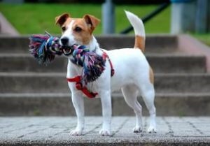 Kutya Jack Russell Terrier karakter, tartalom, leírás