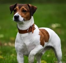 Câine Jack Russell Terrier caracter, conținut, descriere