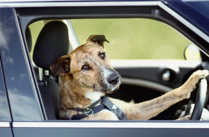 Câinele din spatele volanului mașinii, care este cel mai bun șofer din lume