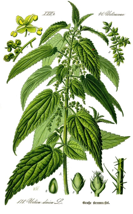 Buruienile sunt plante medicinale