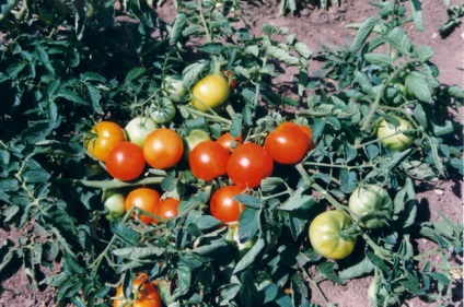 Varietate de grota de tomate, supersadovod - despre gradina si gradina este simpla si interesanta