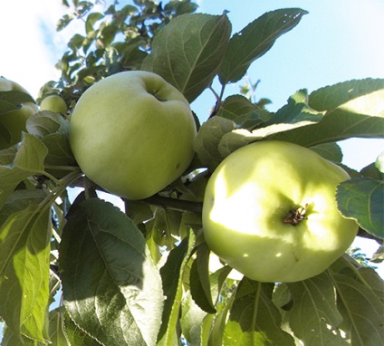 Apple tree sort Antonovka fénykép, leírás, leírás, jellemzők