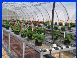 Modern intenzív technológiák a szamóca és egyéb bogyós növények termesztésére, cikkek