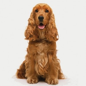 Îngrijind un cocker spaniel american acasă la Moscova și suburbiile