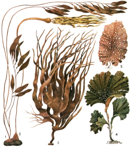 Structura talusului de alge brune 1977 - durata de viata a plantelor