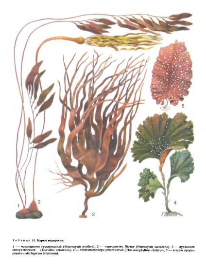 A barna algák tálusának szerkezete