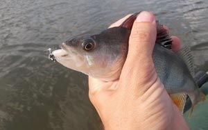 Tactica capturii de pește pe un micro-ars