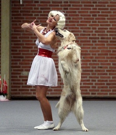 Dansuri cu câini în Krasnoyarsk, boom salsa - școală de dans