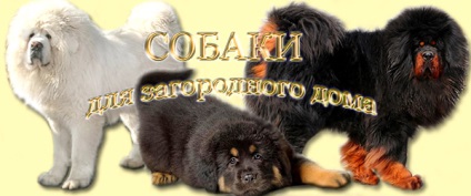 Tibetan Mastiff Forum, totul despre mastiff-ul tibetan - conținut, educație, hrănire, pui