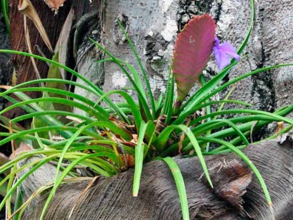 Tillandsia otthoni ápolás, fajok és fajták, reprodukció, átültetés, betegségek és kártevők