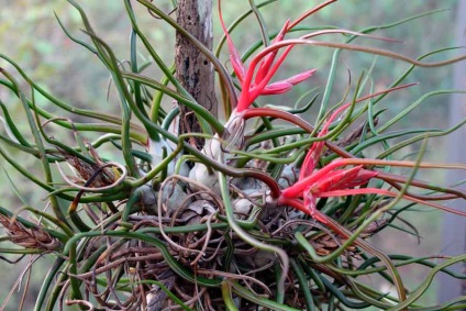 Tillandsia îngrijire la domiciliu, specii și soiuri, reproducere, transplant, boli și dăunători