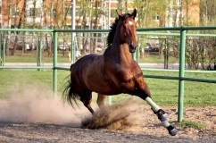 Trakehner fajta lovak leírása és leírása fényképekkel