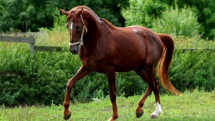 Trakehner fajta lovak leírása és leírása fényképekkel