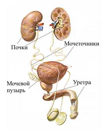 Traumă a măduvei spinării - pacienți - vezică pentru leziuni ale măduvei spinării