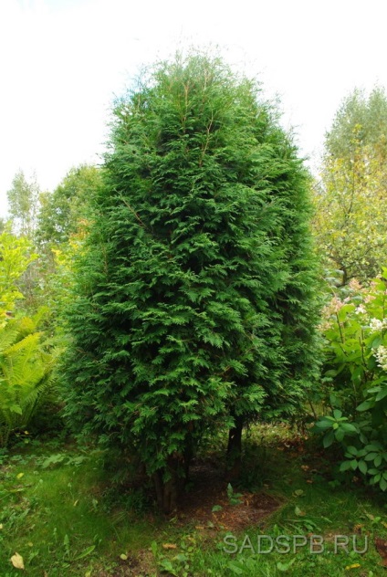 Thuja occidental, cel mai popular și mai practic