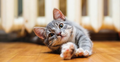 Oamenii de știință au explicat de ce pisicile se întind de atâtea ori