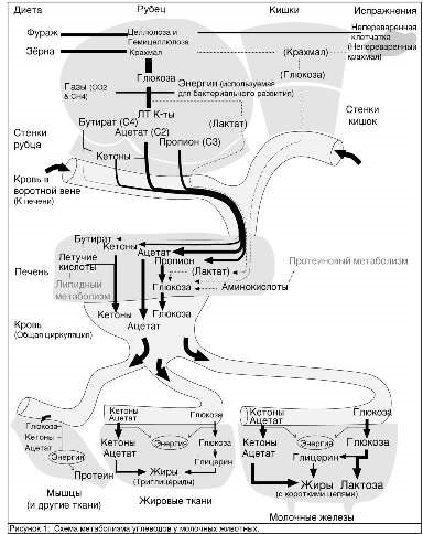 Metabolismul carbohidraților