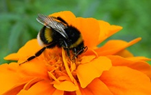 Mușcături de cornițe, albine, viespi și de primăvară