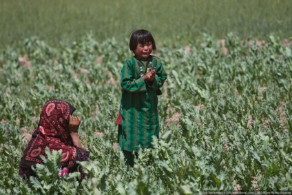 Distrugerea câmpurilor de mac din Afganistan (45 fotografii) - Trinikisi