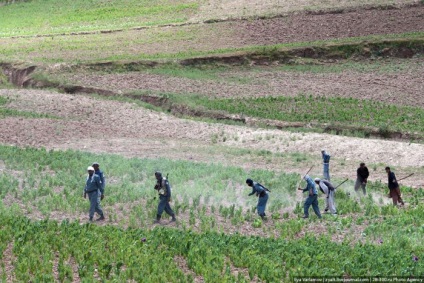 Distrugerea câmpurilor de mac din Afganistan (45 fotografii) - Trinikisi