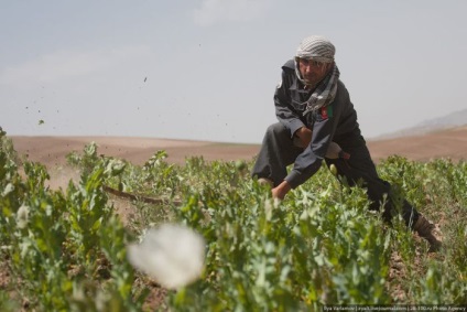 Distrugerea câmpurilor de mac din Afganistan (45 fotografii) - Trinikisi