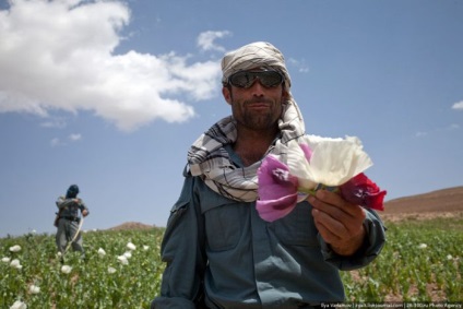 Distrugerea câmpurilor de mac din Afganistan (45 fotografii) - Trinikisi