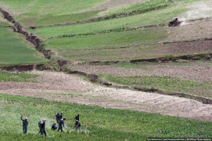 Distrugerea câmpurilor de mac din Afganistan (45 fotografii) - Trinikisi