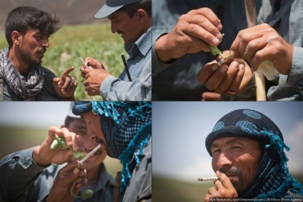 Distrugerea câmpurilor de mac din Afganistan (45 fotografii) - Trinikisi