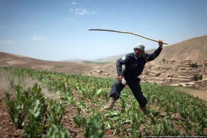 Máknövények megsemmisítése Afganisztánban (45 fotó) - Trinikisi