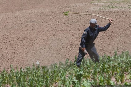 Distrugerea câmpurilor de mac din Afganistan (45 fotografii) - Trinikisi