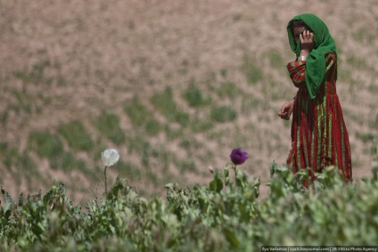 Distrugerea câmpurilor de mac din Afganistan este interesantă!