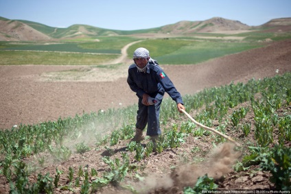 Distrugerea câmpurilor de mac din Afganistan este interesantă!