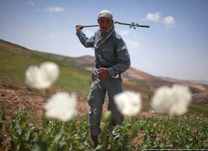 Distrugerea câmpurilor de mac din Afganistan este interesantă!