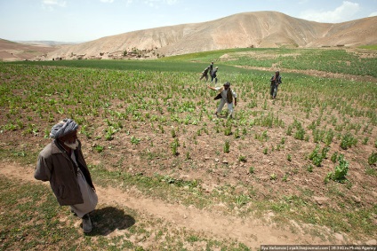 Distrugerea câmpurilor de mac din Afganistan este interesantă!