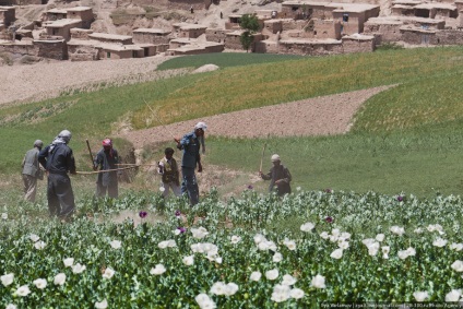 Distrugerea câmpurilor de mac din Afganistan este interesantă!