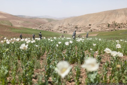 Distrugerea câmpurilor de mac din Afganistan este interesantă!